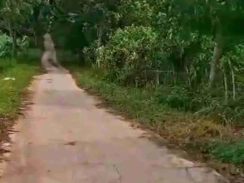 Lahan Luas 23000 Jual Murah di Jonggol Bogor