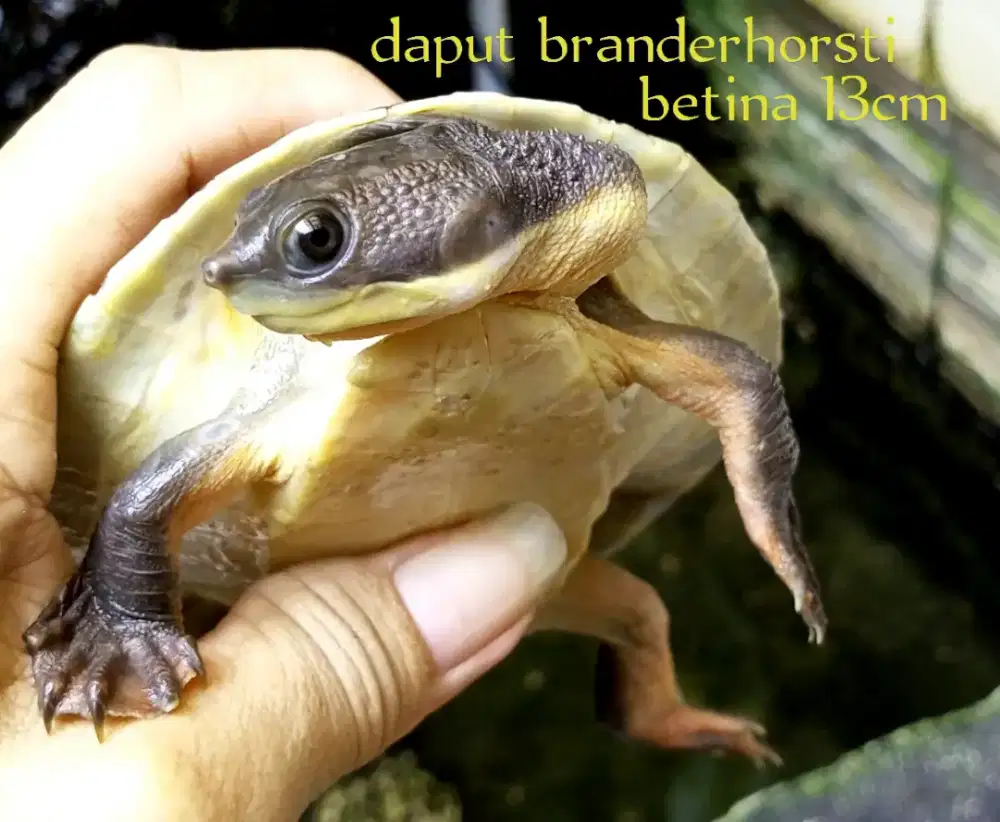 Kura daput branderhorsti