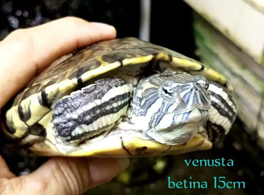 Kura venusta betina