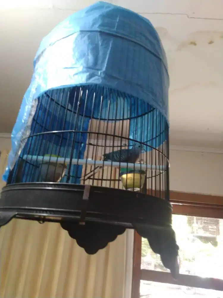 Perkutut Bangkok ada ring sudah cetekan ngoar( burja )