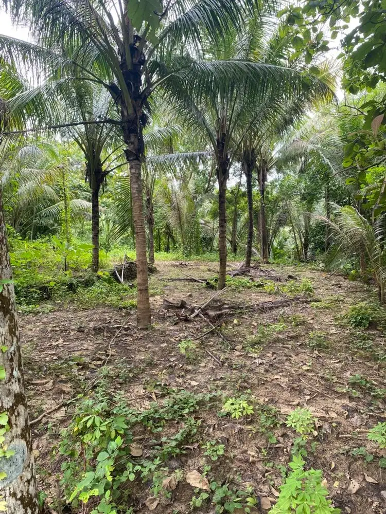 Tanah Pekarangan Murah