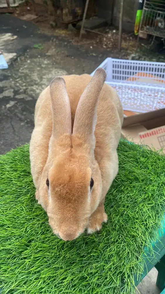 Kelinci Rex Jantan Murah