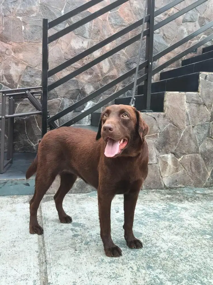 Chocolate Labrador Retriever Betina