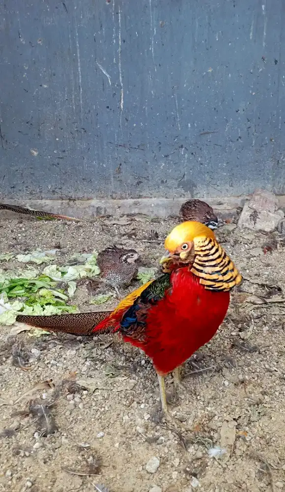 Anak Golden Pheasant