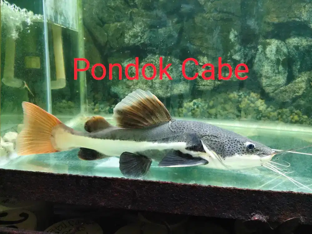 Ikan RTC 40cm Arwana Cupang Maskoki Channa