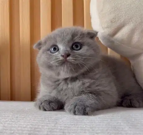 Kucing bsh triple fold kitten betina