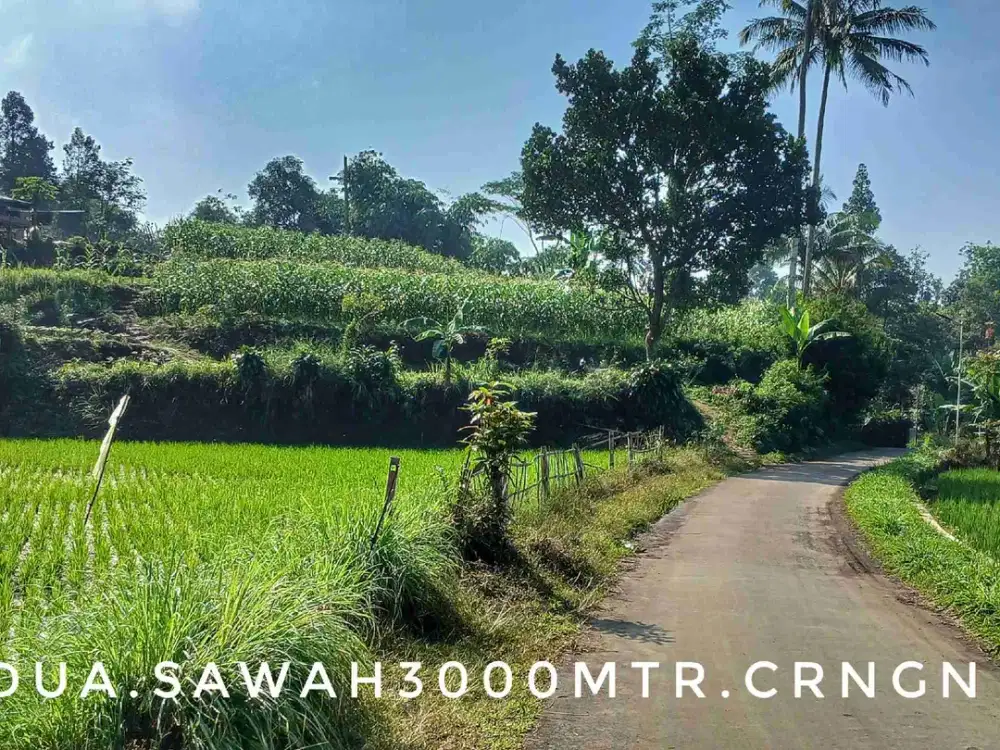 Dijual tanah sawah luas pinggir jalan view hijau asri akses mudah