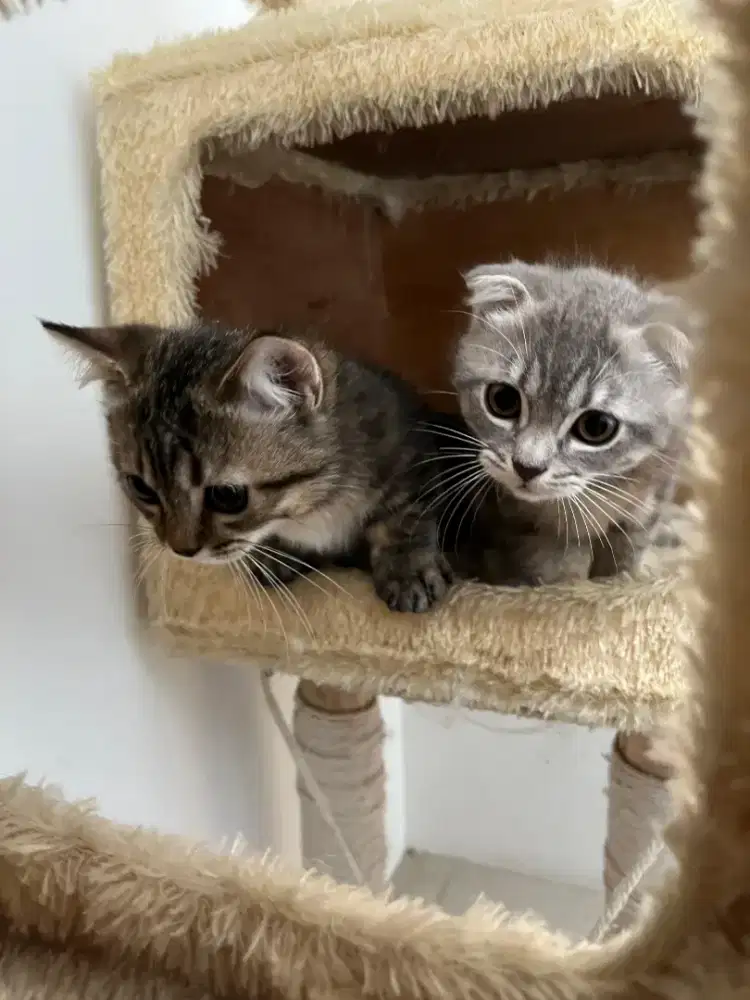 Kucing Munchkin Scottish Fold