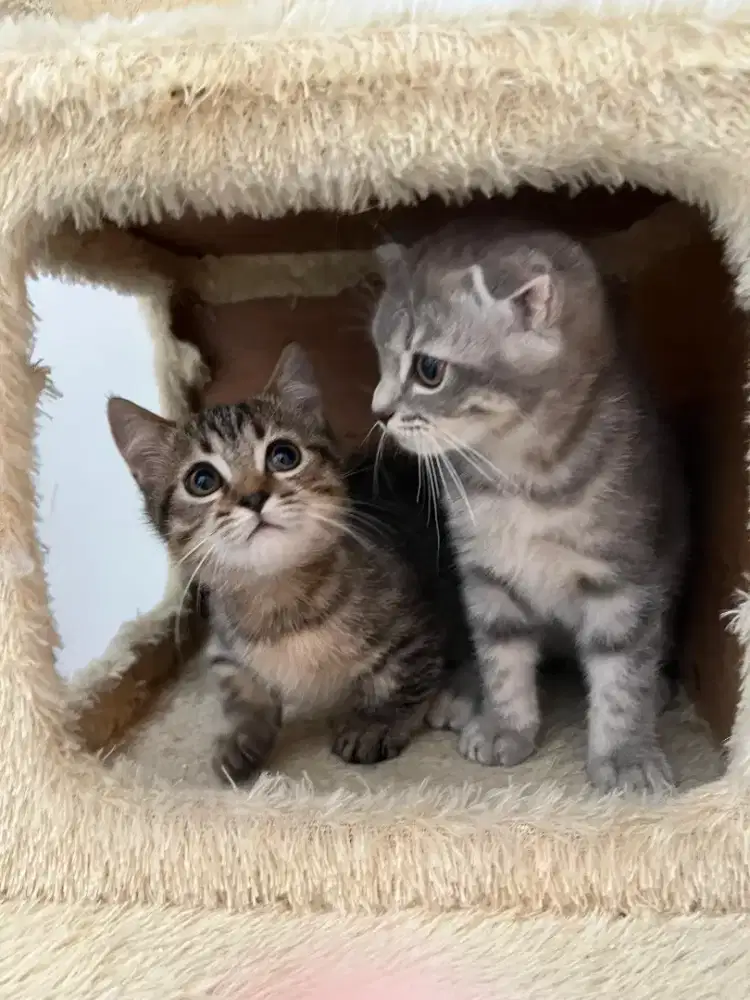 Kucing Munchkin Scottish Fold