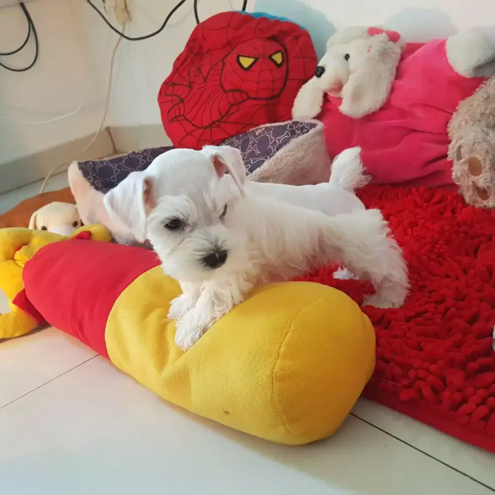 White Puppy Miniathure Schnauzer