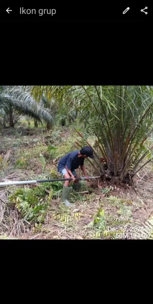 Lowongan kerja pemanen sawit lajang pasutri