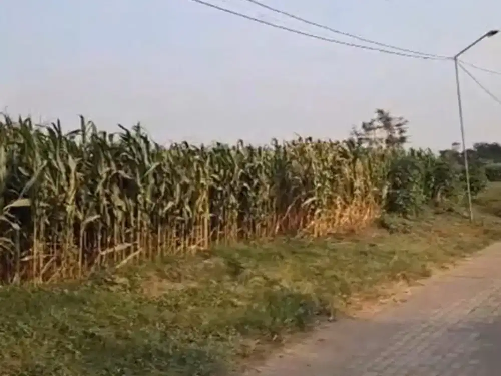 Jual Tanah sawah gedangsewu kec pare kab kediri sekoto