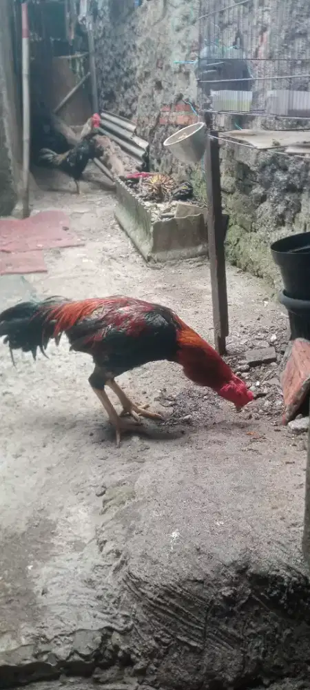 Jual cepat ayam bangkok khusus pacekan mangoun jumbo