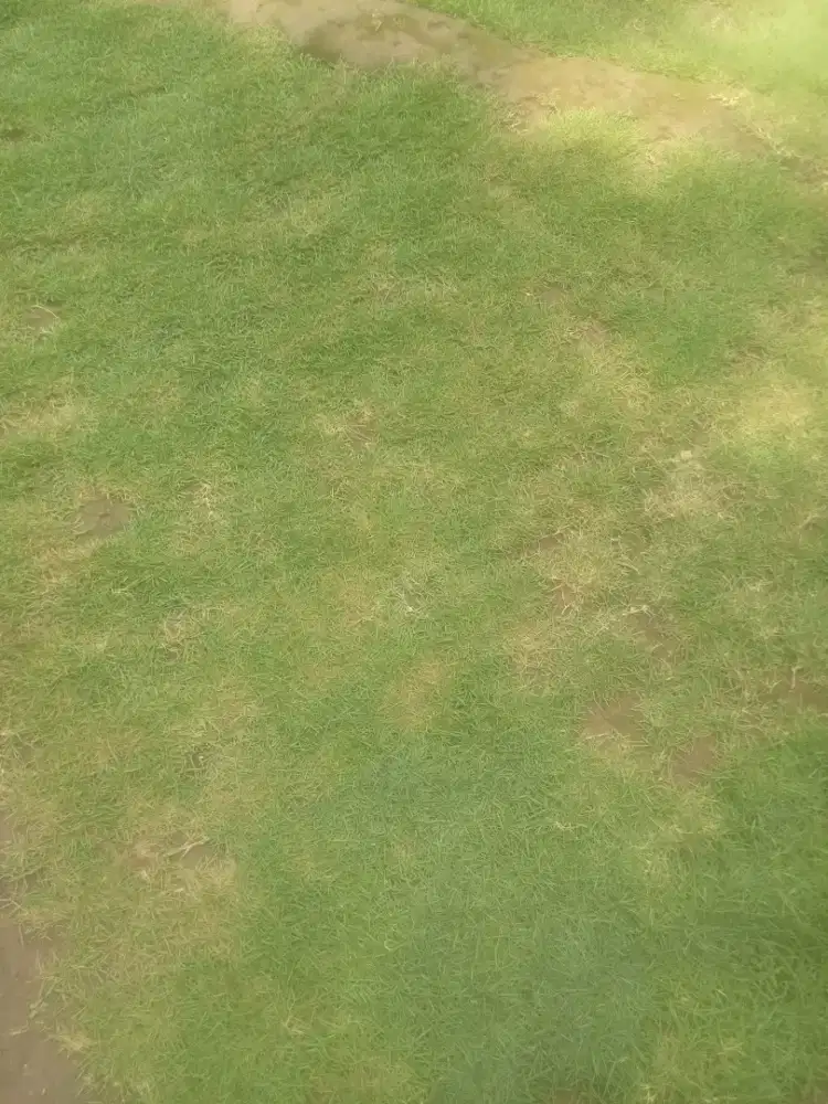 Jual rumput jepang untuk makam