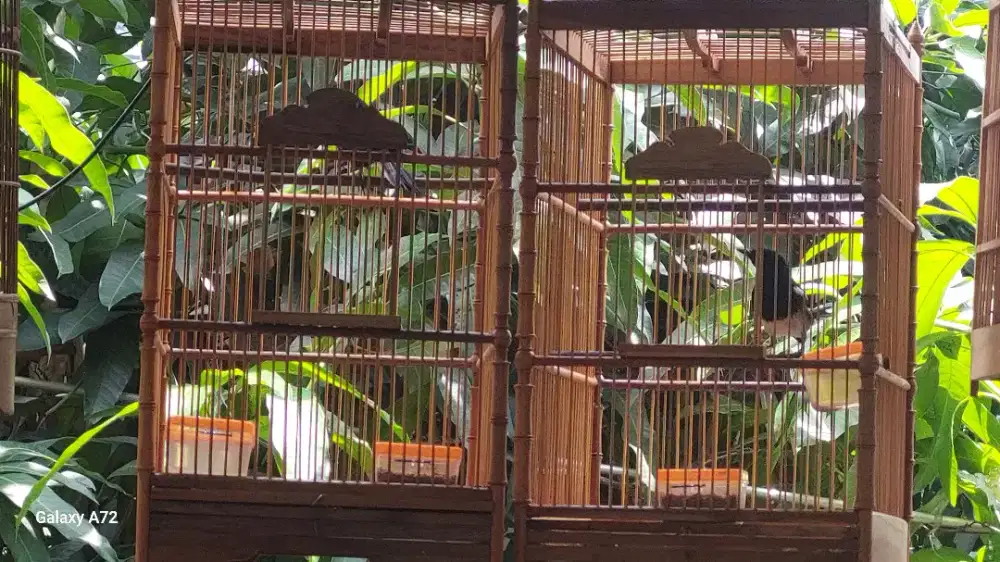 Kacer dada putih bunyi rajin sehat