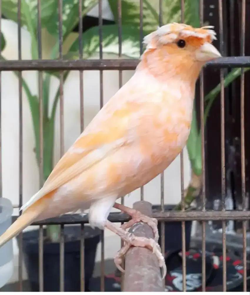 KENARI AF JAMBUL/GLOSTER SUNKIST