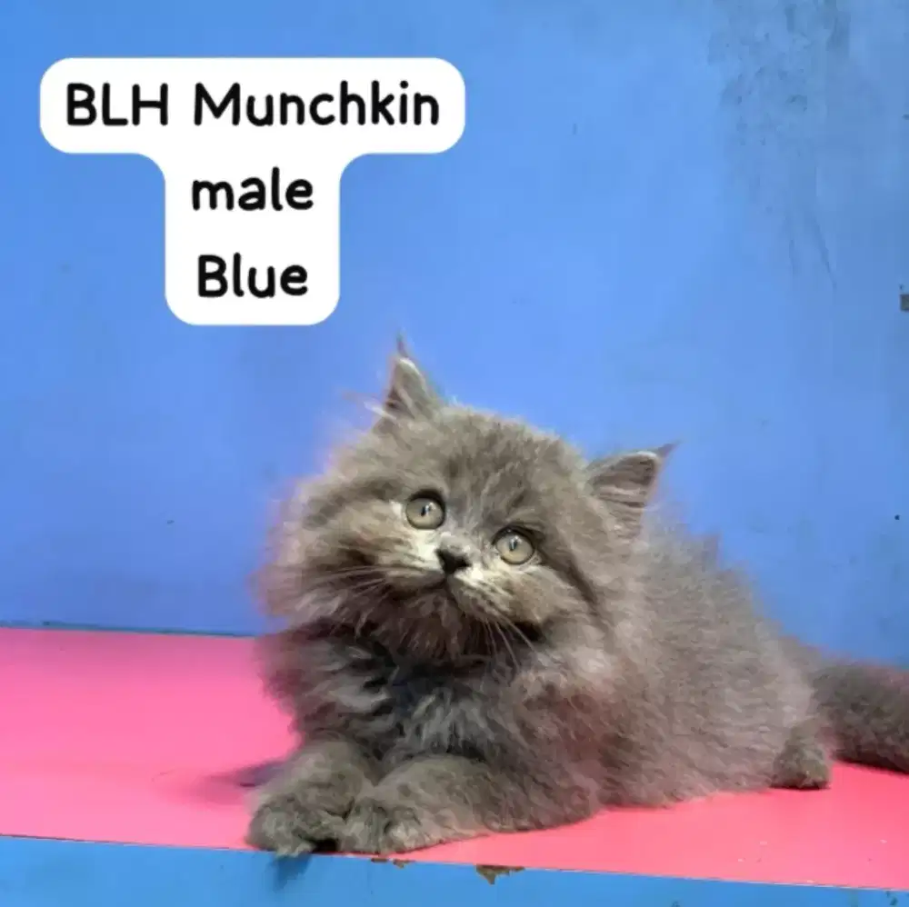 British longhair NS blue male