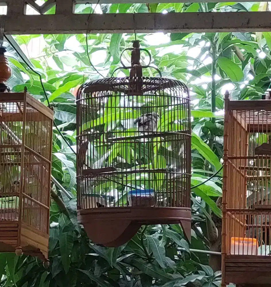 Burung ceruruk rawatan sudah bunyi
