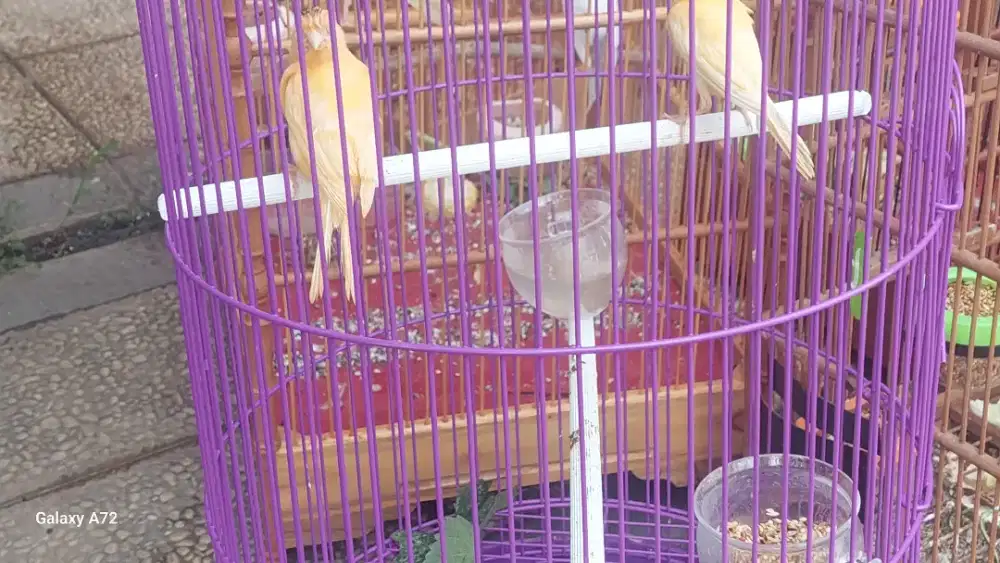 Kenari loper jantan betina