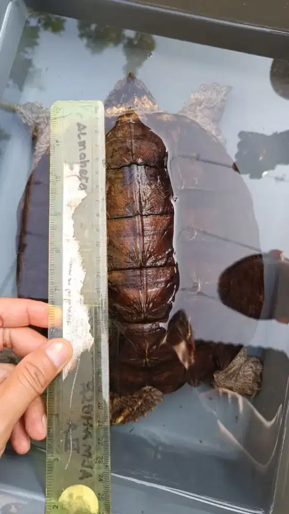 Kura kura CST 20cm sehat makan rakus