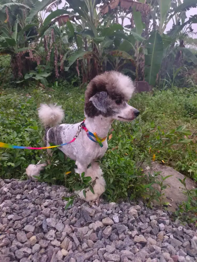 Poodle jantan party full vaksin