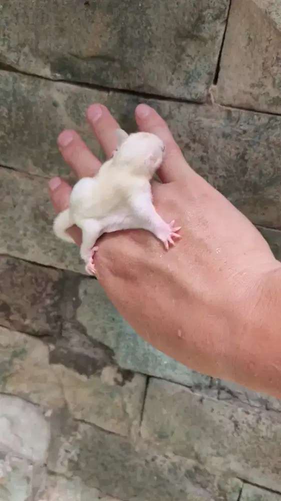 Sugar glider (hewan peliharaan)