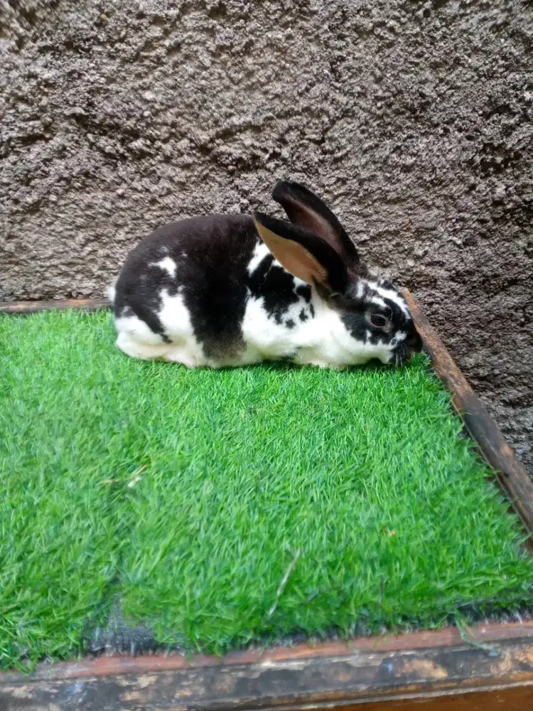 Kelinci Rex karpet jantan