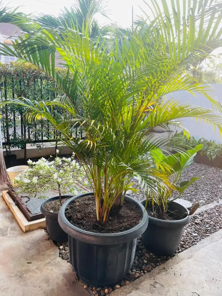 Pohon Palem Kuning Besae