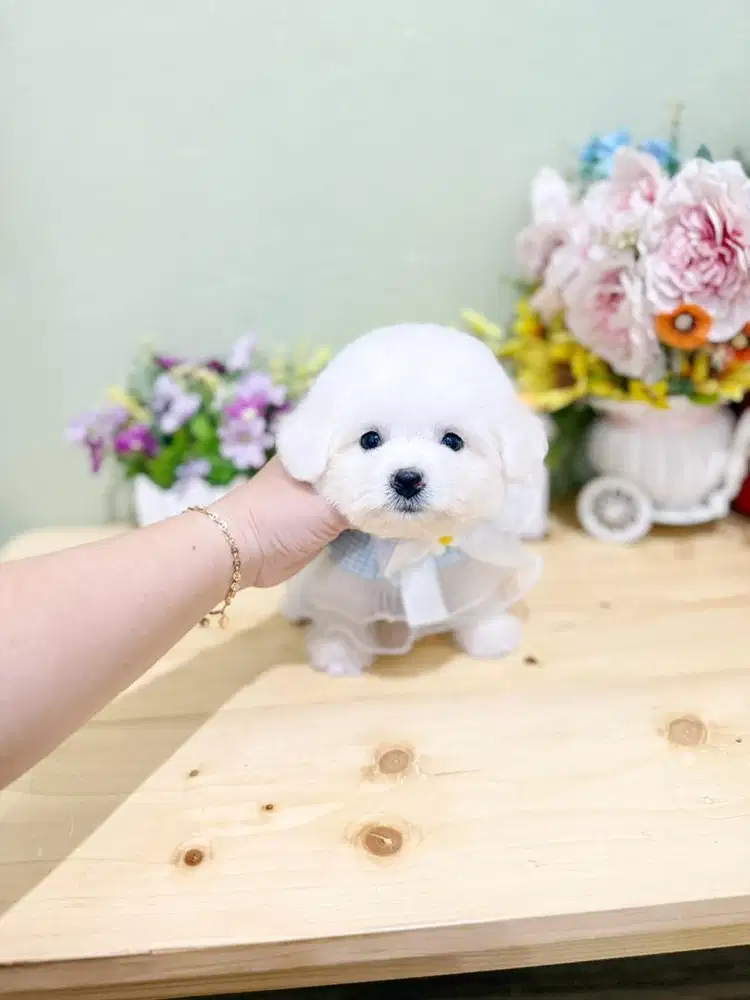 Korean mini bichon male super cute face like a doll cakep gemesin