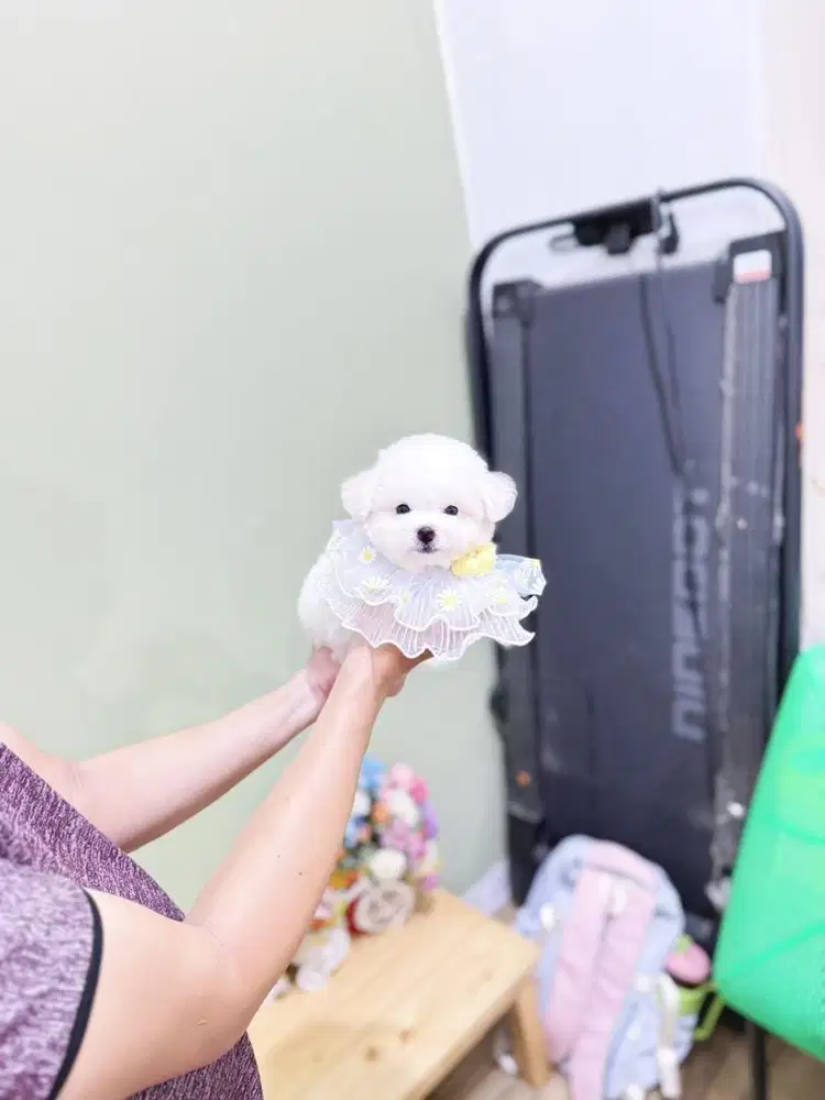 Super mini korean bichon frise bloodline import korea size kecil lucu