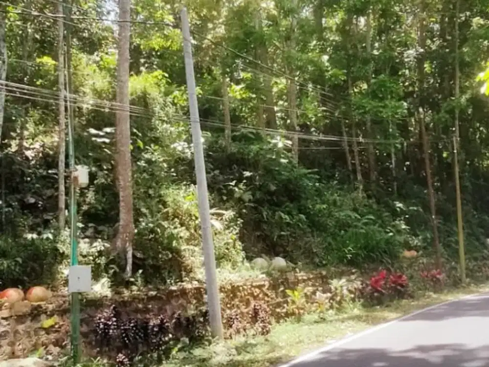 TANAH KEBUN – LOKASI STRATEGIS DI LEMBAH BANJAR, LICIN – BANYUWANGI