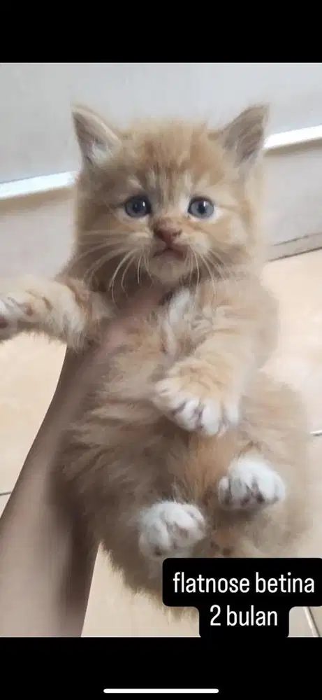 kucing flatnose kitten