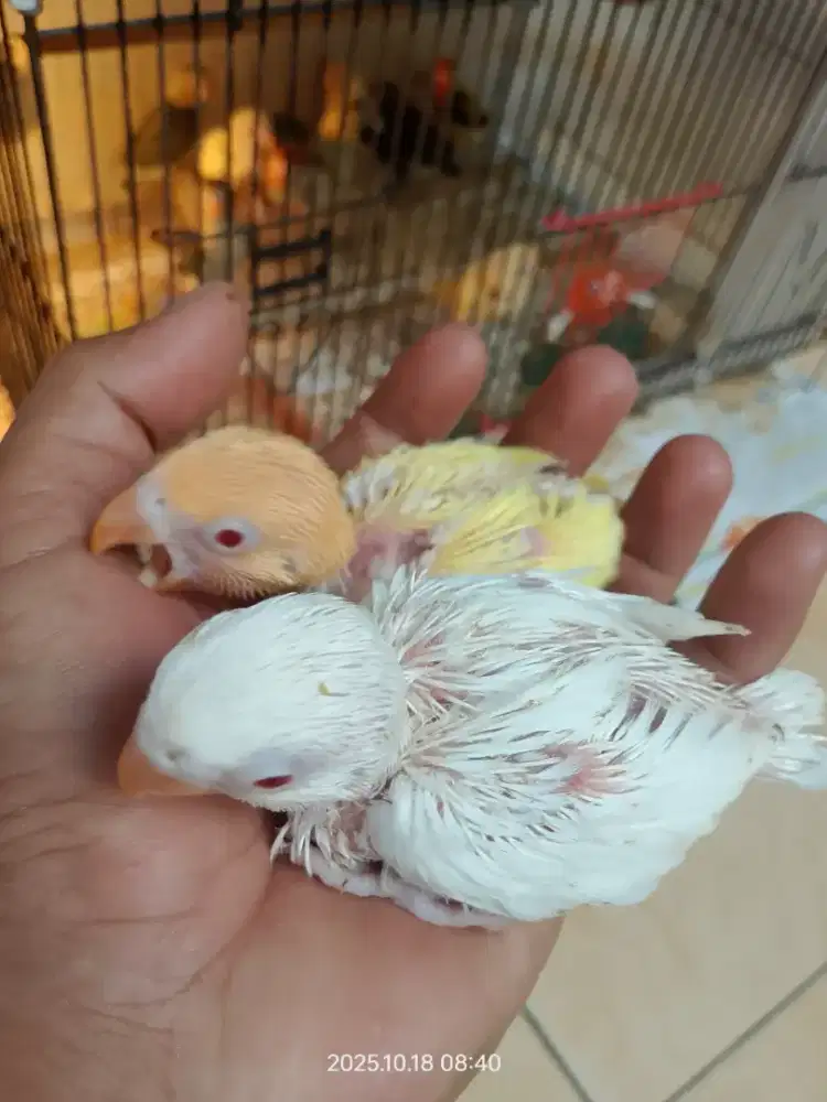 Biola Aqua B1 Ino mm lolohan Lovebird