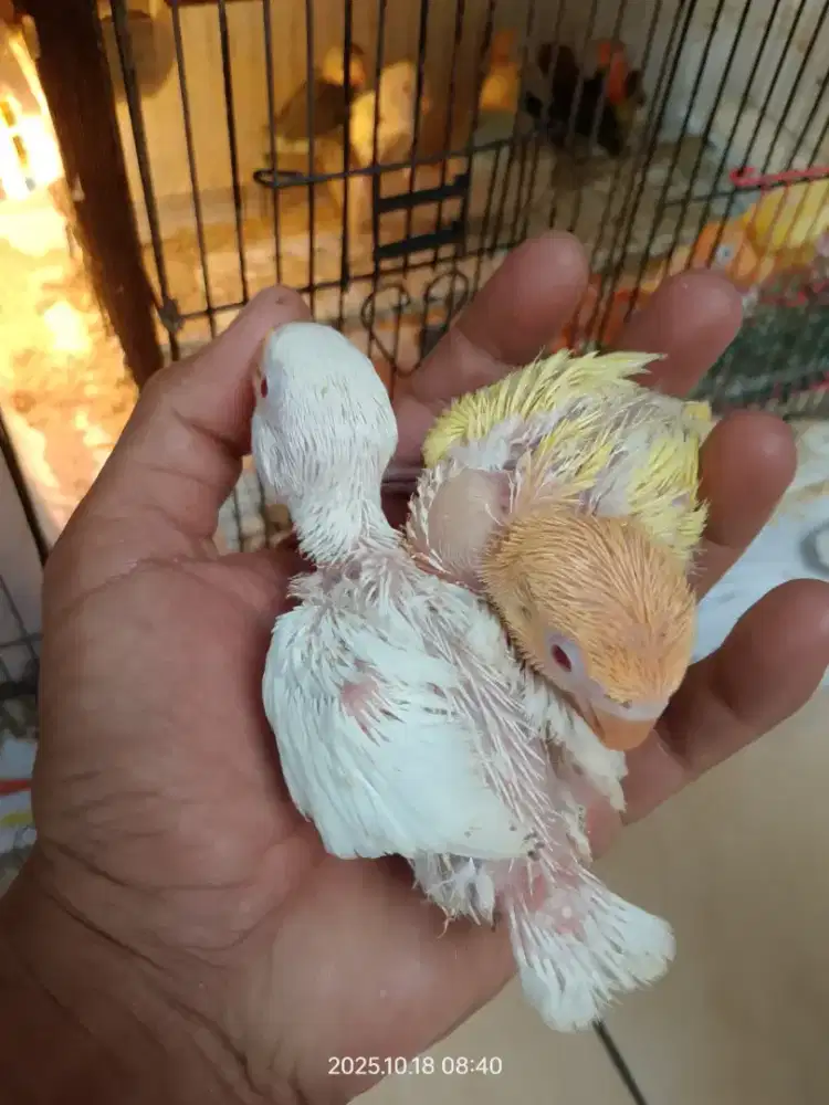 Biola Albino mm lolohan Lovebird