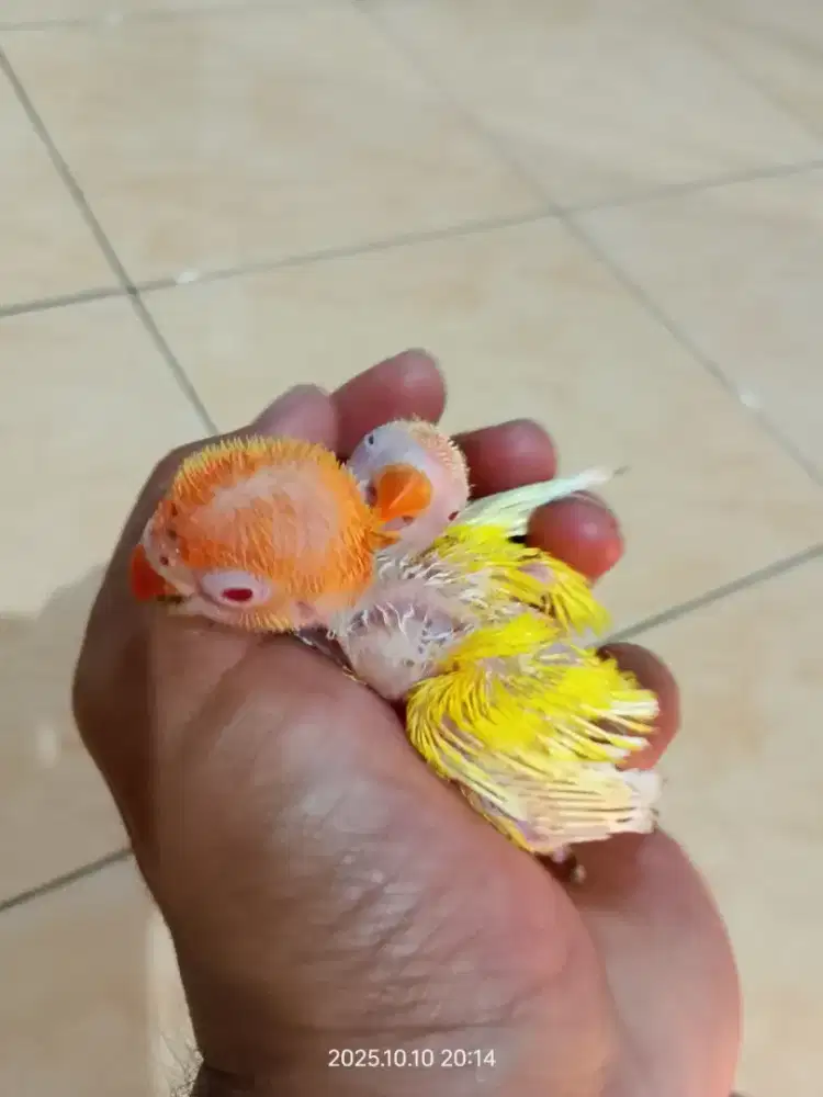 Lolohan Lutino mm Lovebird