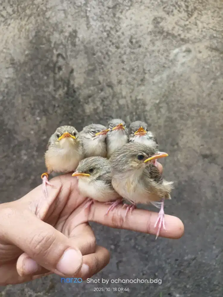 Anakan ciblek gunung