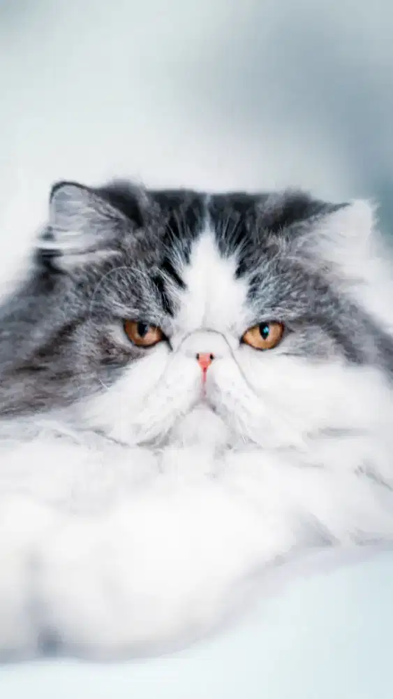 Lepas adopt kucing Persia peaknose exotic