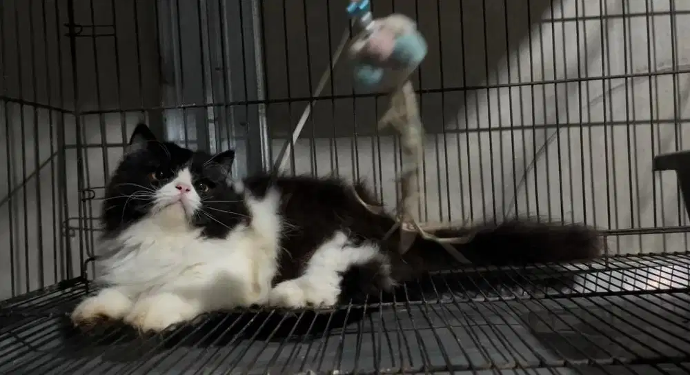 Kucing Munchkin Longhair