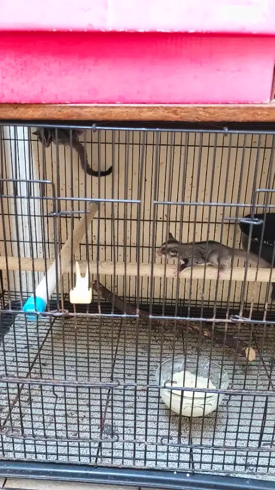 Jual Sugar Glider Jantan