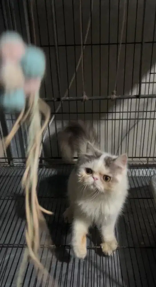 Kucing Persia Peaknose Kitten