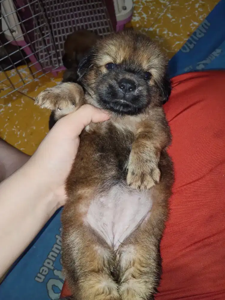 6 anak anjing lucu gemuk