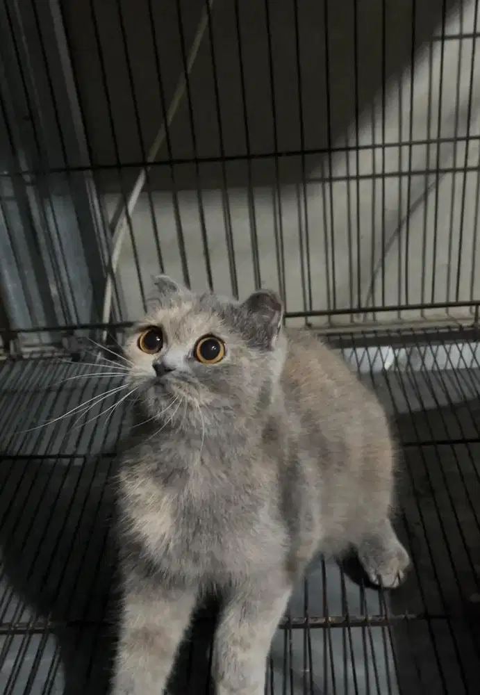 Kucing Munchkin Scotish Fold NS