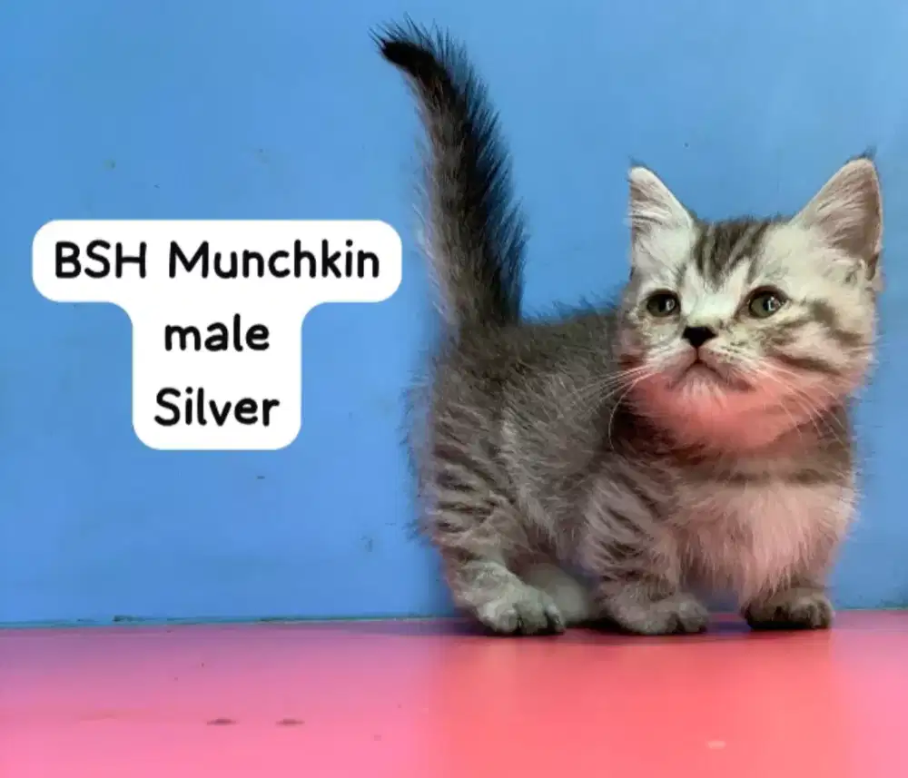 British short hair silver male Munchkin