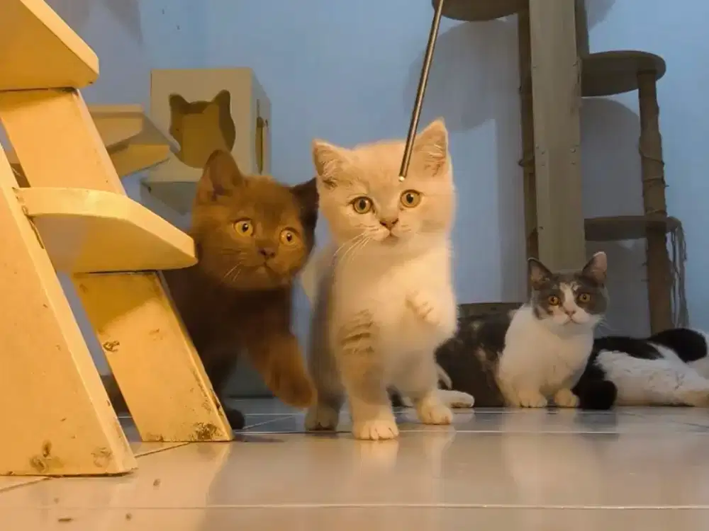 KUCING BSH BRITISH SHORTHAIR BICO CINNAMON FAWN KITTEN