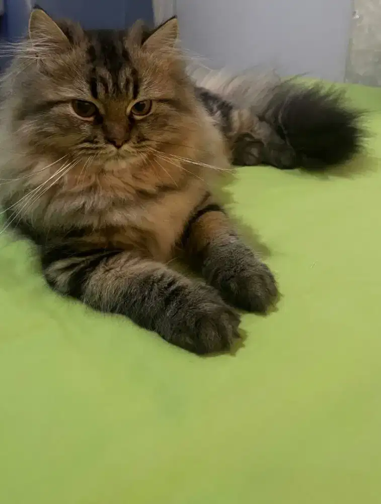 Lepas adop kucing kesayangan cew