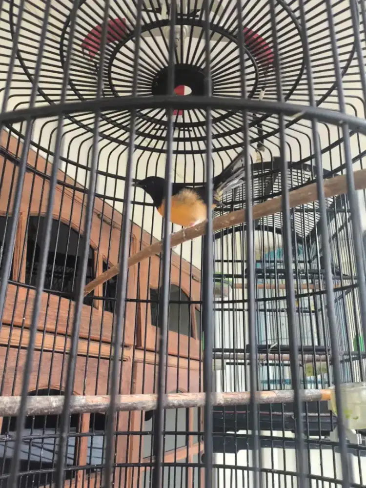 Murai betina pastol double ring fighter