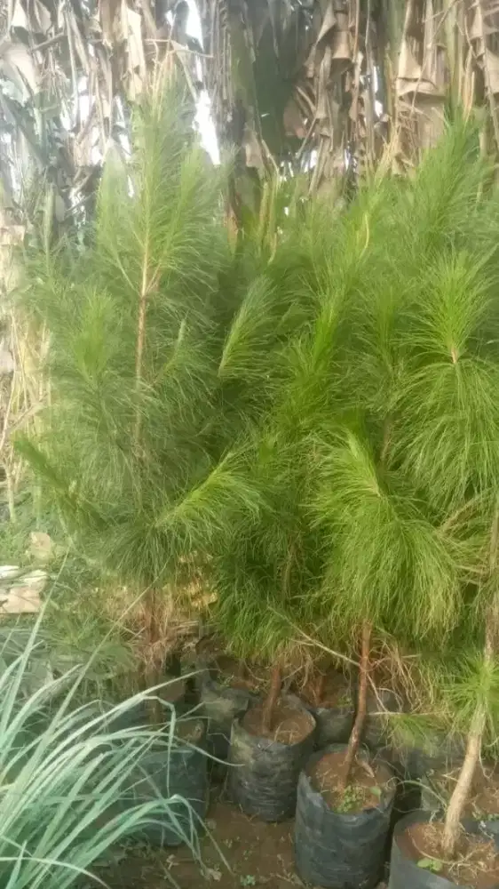 jual pohon cemara pinus,tukang pohon cemara