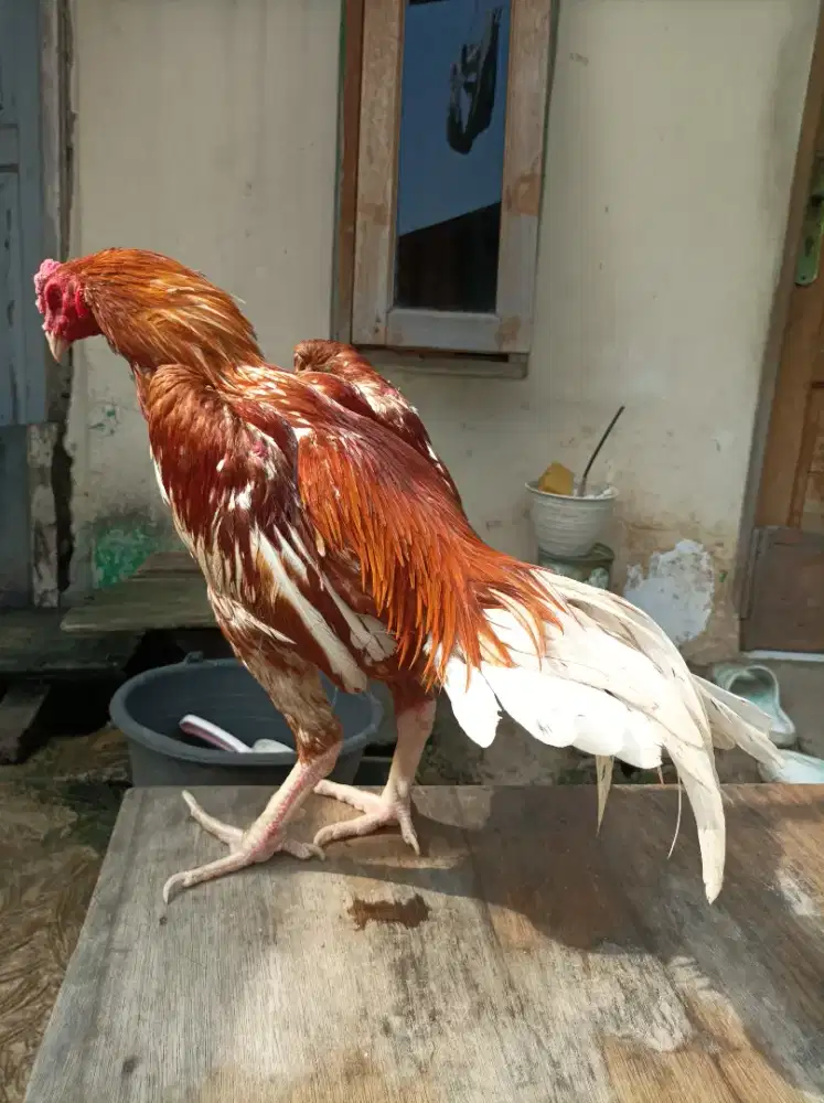Ayam bangkok pakhoy x plucker