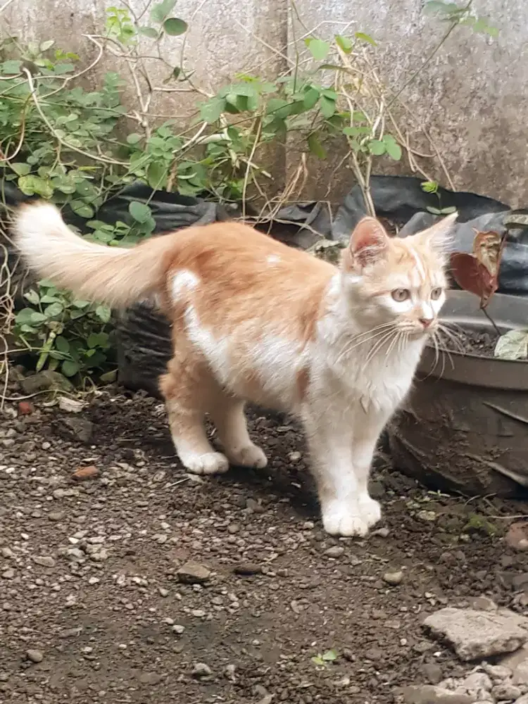 kucing persia anggora pejantan tangguh jago kimpoy