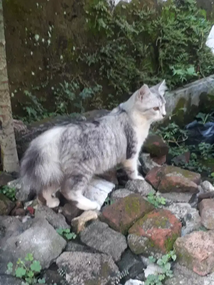 kucing persia anggora betina warna bagus langkah jinak total